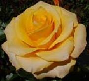 Realistic Yellow Rose unknow artist
